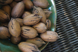 Lakota Pecans (In Shell)